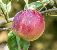 Jonathan Apple